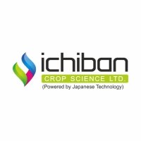 ichiban